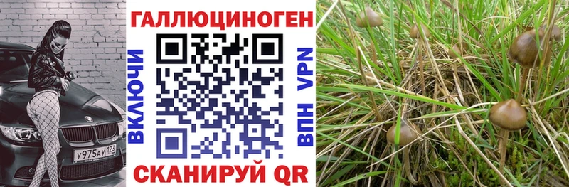 Псилоцибиновые грибы Psilocybe  Маркс 